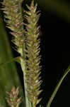 Eastern rough sedge